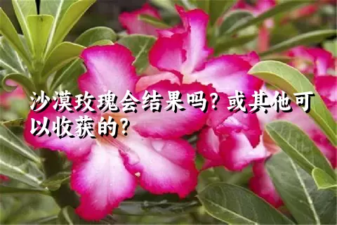 沙漠玫瑰会结果吗？或其他可以收获的？