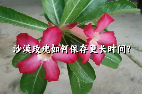 沙漠玫瑰如何保存更长时间？