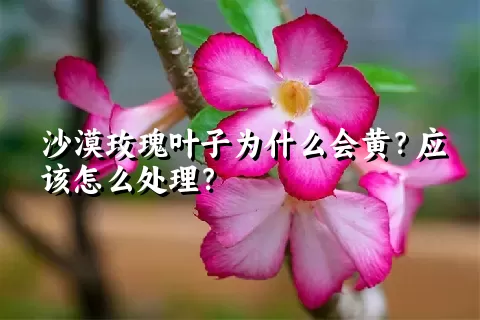 沙漠玫瑰叶子为什么会黄？应该怎么处理？