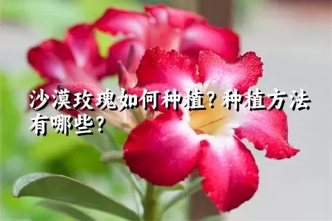 沙漠玫瑰如何种植？种植方法有哪些？