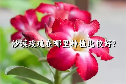 沙漠玫瑰在哪里种植比较好？