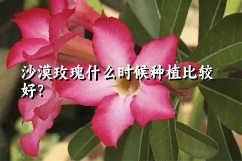 沙漠玫瑰什么时候种植比较好？