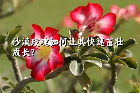 沙漠玫瑰如何让其快速茁壮成长？