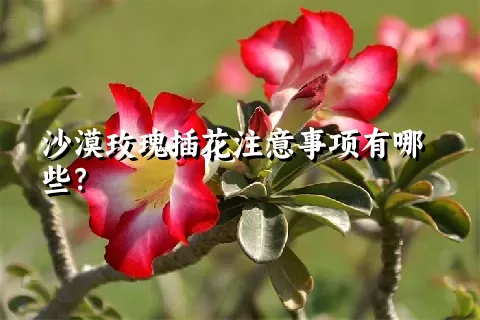 沙漠玫瑰插花注意事项有哪些？