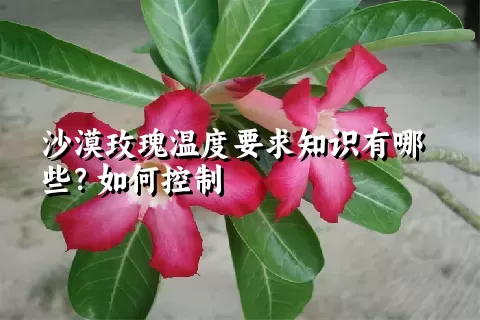 沙漠玫瑰温度要求知识有哪些？如何控制