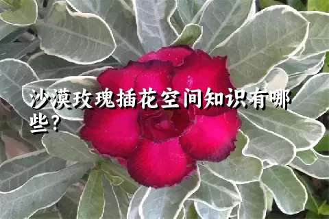 沙漠玫瑰插花空间知识有哪些？