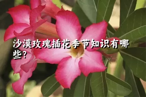 沙漠玫瑰插花季节知识有哪些？