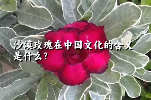 沙漠玫瑰在中国文化的含义是什么？