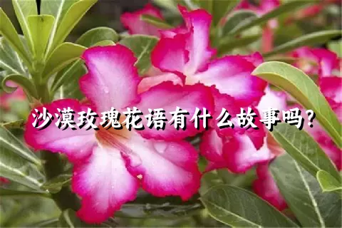 沙漠玫瑰花语有什么故事吗？