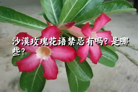 沙漠玫瑰花语禁忌有吗？是哪些？