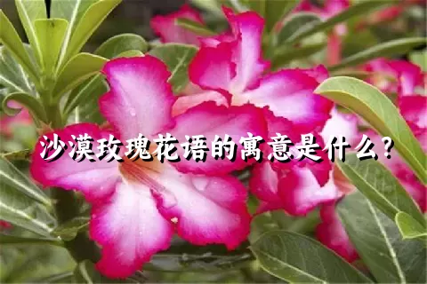 沙漠玫瑰花语的寓意是什么？