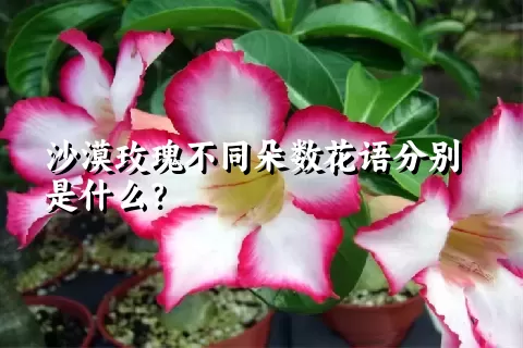 沙漠玫瑰不同朵数花语分别是什么？