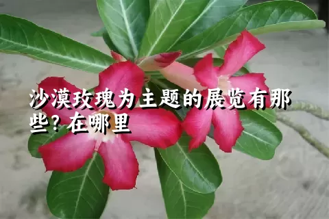 沙漠玫瑰为主题的展览有那些？在哪里