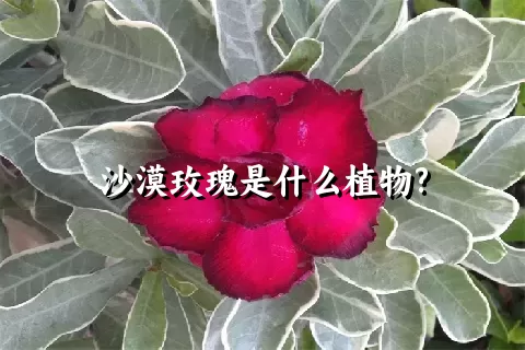 沙漠玫瑰是什么植物?