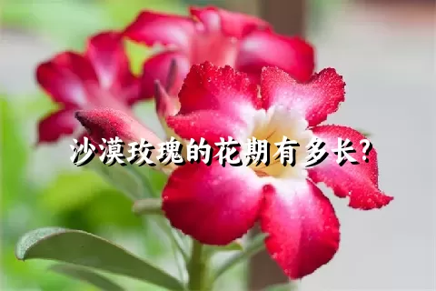 沙漠玫瑰的花期有多长?