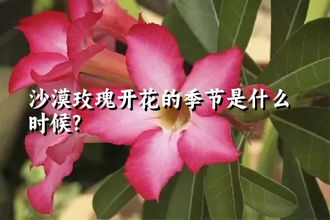 沙漠玫瑰开花的季节是什么时候?