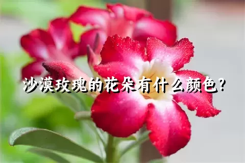 沙漠玫瑰的花朵有什么颜色?