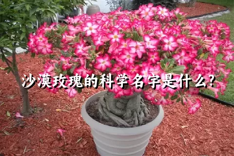 沙漠玫瑰的科学名字是什么?