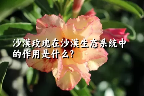 沙漠玫瑰在沙漠生态系统中的作用是什么?