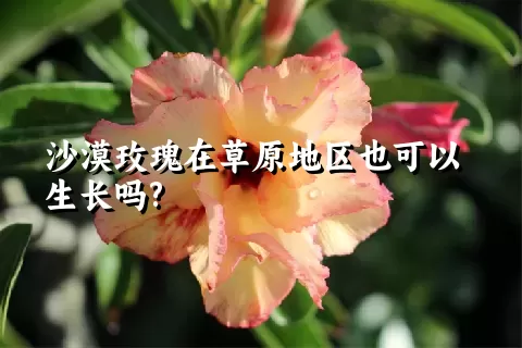 沙漠玫瑰在草原地区也可以生长吗?