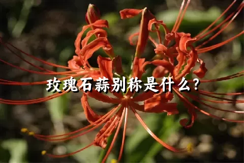 玫瑰石蒜别称是什么？