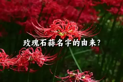 玫瑰石蒜名字的由来？