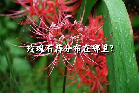 玫瑰石蒜分布在哪里?