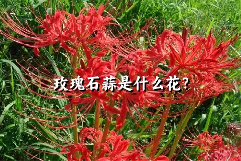 玫瑰石蒜是什么花？