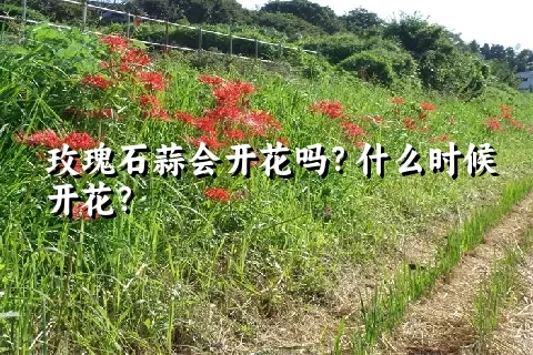 玫瑰石蒜会开花吗？什么时候开花？