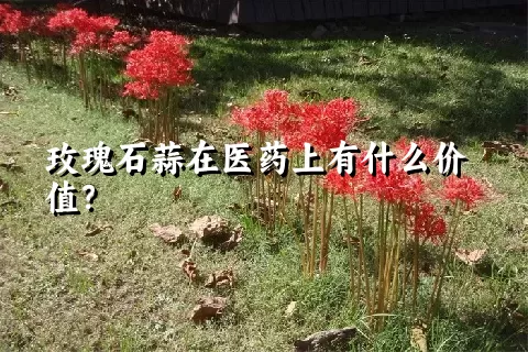 玫瑰石蒜在医药上有什么价值？