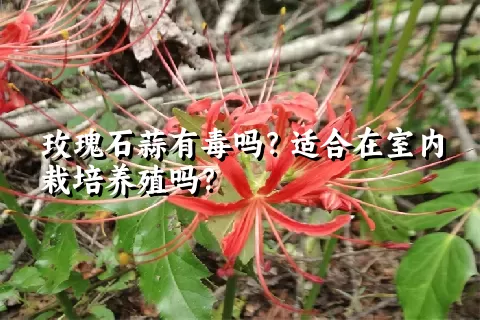 玫瑰石蒜有毒吗？适合在室内栽培养殖吗？