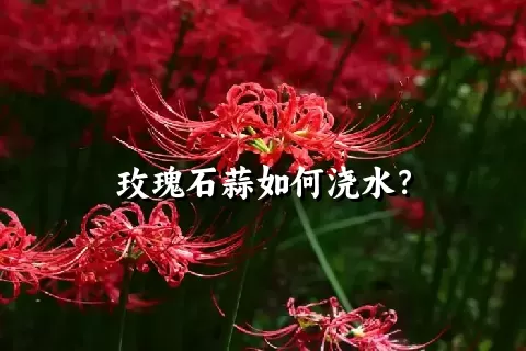 玫瑰石蒜如何浇水？