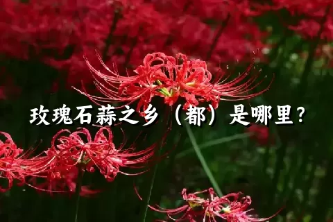 玫瑰石蒜之乡（都）是哪里？