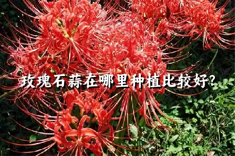 玫瑰石蒜在哪里种植比较好？