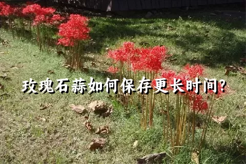 玫瑰石蒜如何保存更长时间？