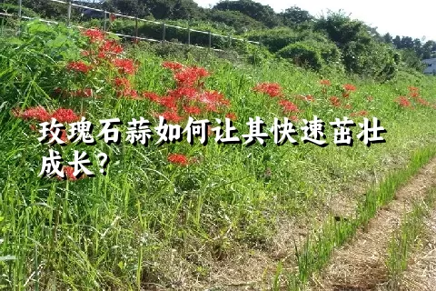 玫瑰石蒜如何让其快速茁壮成长？