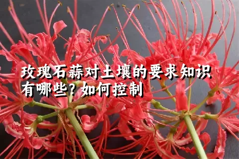 玫瑰石蒜对土壤的要求知识有哪些？如何控制