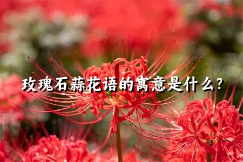 玫瑰石蒜花语的寓意是什么？