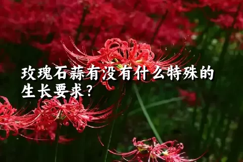 玫瑰石蒜有没有什么特殊的生长要求？