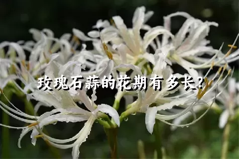 玫瑰石蒜的花期有多长？