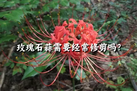 玫瑰石蒜需要经常修剪吗？