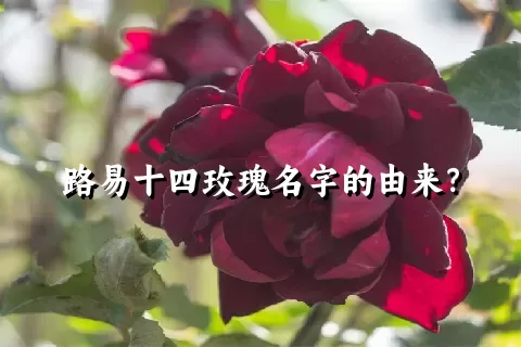 路易十四玫瑰名字的由来？