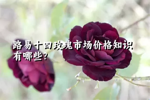 路易十四玫瑰市场价格知识有哪些？