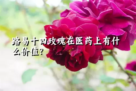 路易十四玫瑰在医药上有什么价值？