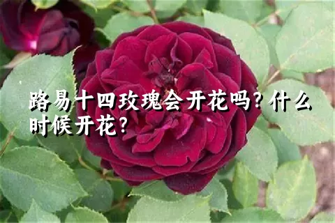 路易十四玫瑰会开花吗？什么时候开花？