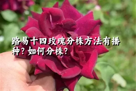 路易十四玫瑰分株方法有播种？如何分株？