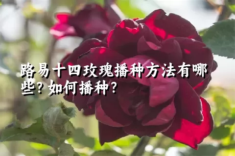 路易十四玫瑰播种方法有哪些？如何播种？