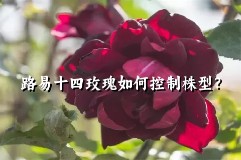 路易十四玫瑰如何控制株型？