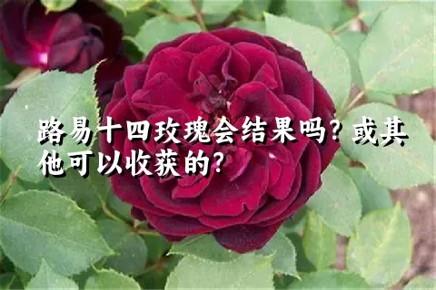 路易十四玫瑰会结果吗？或其他可以收获的？