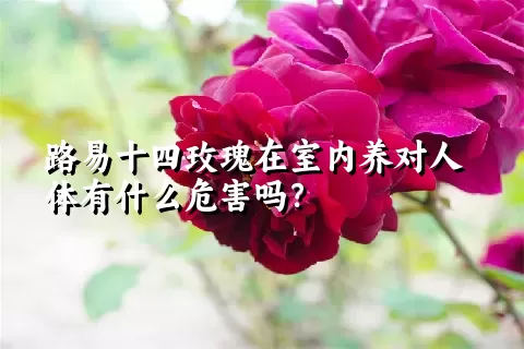 路易十四玫瑰在室内养对人体有什么危害吗？